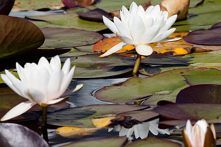 white water lily during daytime