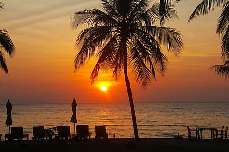 coconut tree near seashore during golden hour
