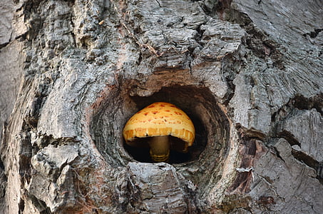 brown mushroom close-up photo during daytime