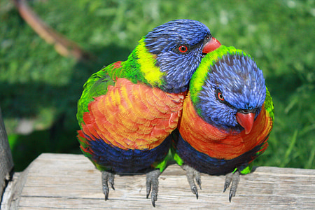 two blue-green-and-orange birds