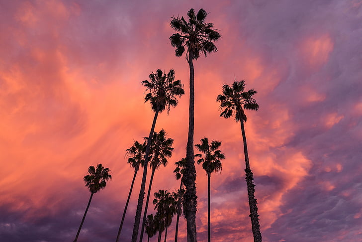 silhouette of palm trees under cloudy sky