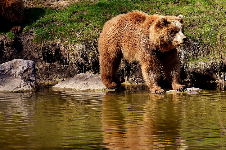 brown bear standing on stones on top of body of water during daytime