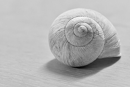 shallow focus photo of white seashell