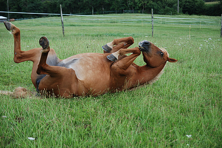 brown horse laying on grass field during daytime