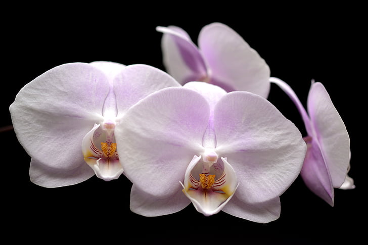 white and purple Orchid flower close up photography