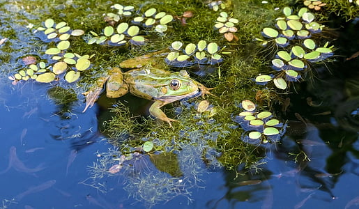 frog on water lily