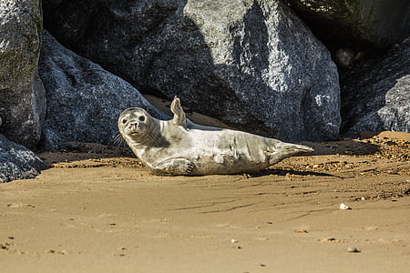 sea lion on brown sand