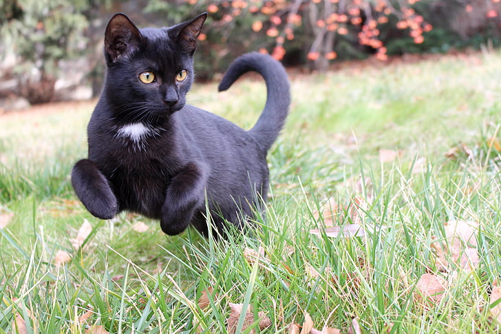 black cat walks on green grass at daytime