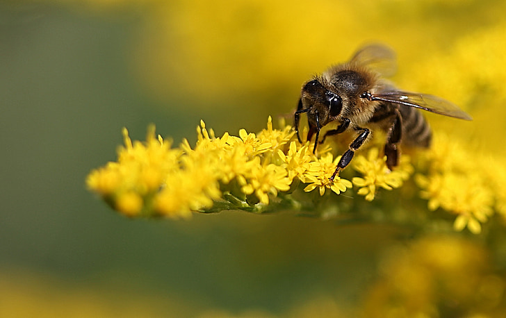 macro photo of honey bee on yellow flower