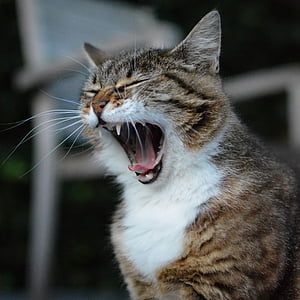 brown Tabby cat yawning
