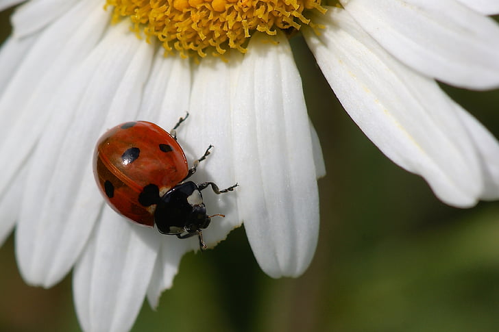 closeup photography of red ladybug perched on white flower