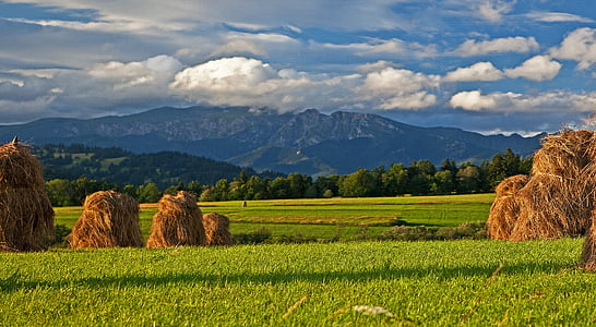 brown hays on green grass field
