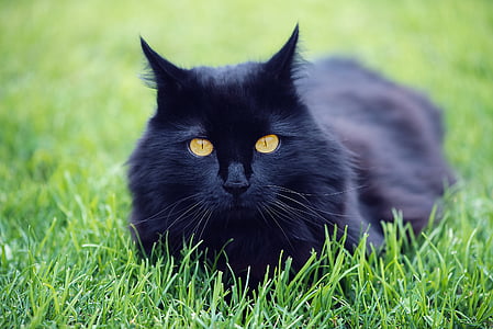 shallow focus photography of black cat