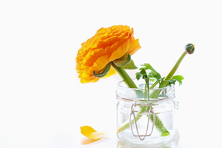 yellow ranunculus flower in clear glass jar