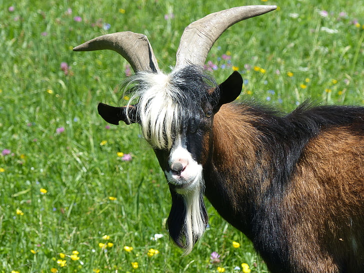 black and brown goat at daytime