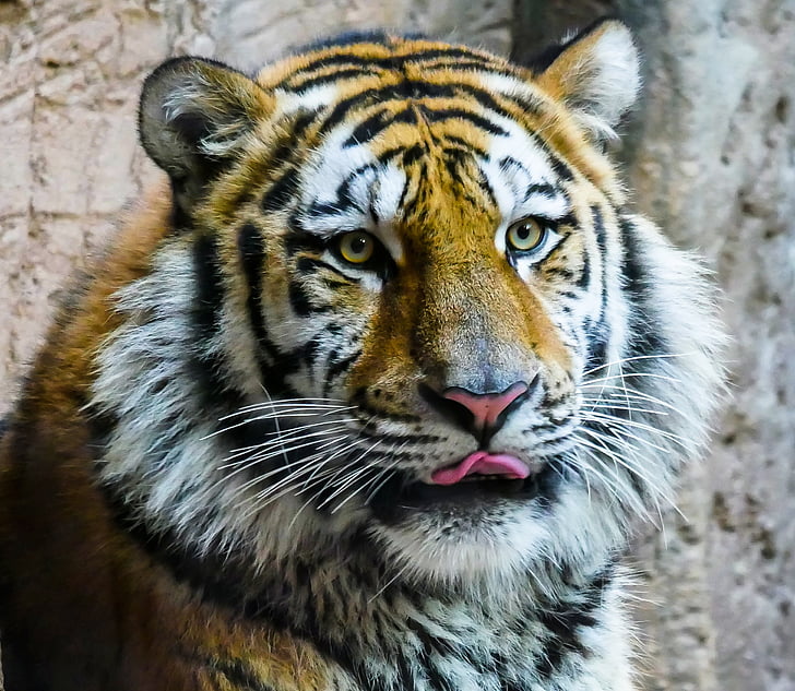 photo of brown and white tiger