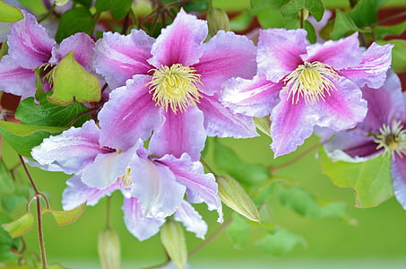 close-up photography of purple petaled flowers