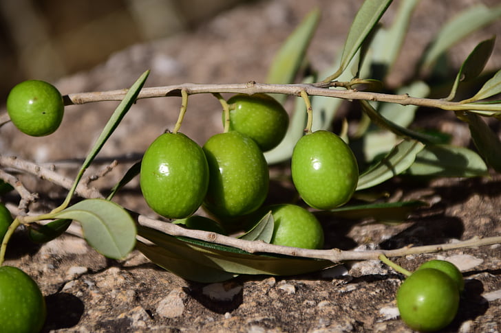 close-up photo of green olives