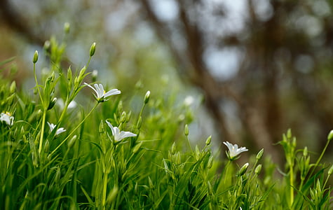 close-up photography of white petaled flowers