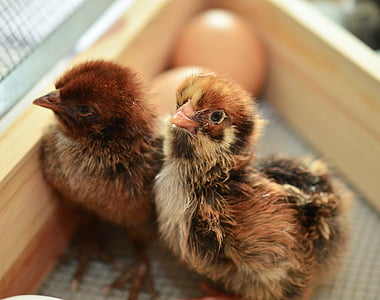 two newborn chicks