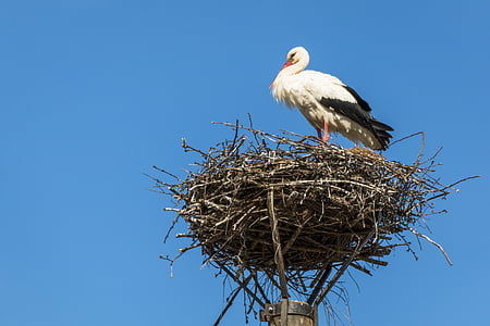 white storks perched on nest during daytime