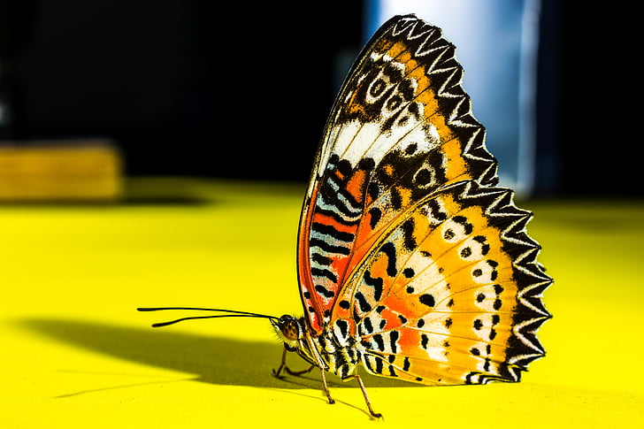orange and black butterfly in close-up photography