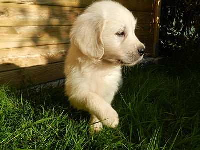 closeup photography of beige puppy