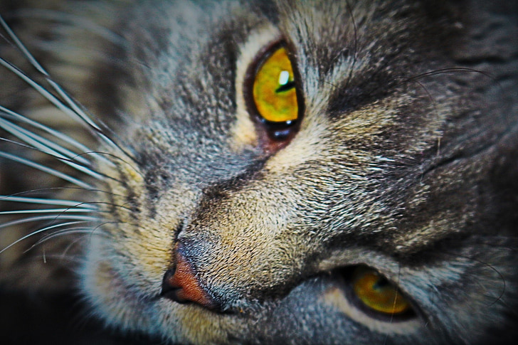 brown tabby cat photography
