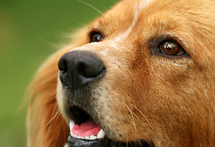 shallow focus of brown dog