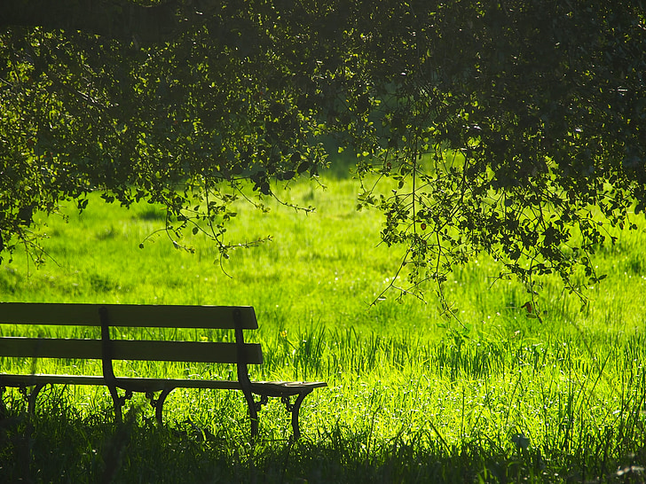 empty wooden park bench on field of grass