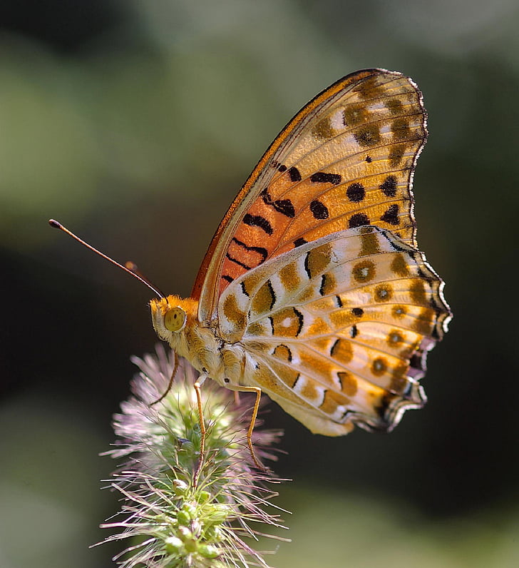 macro photo of brown painted lady butterfly on green flower