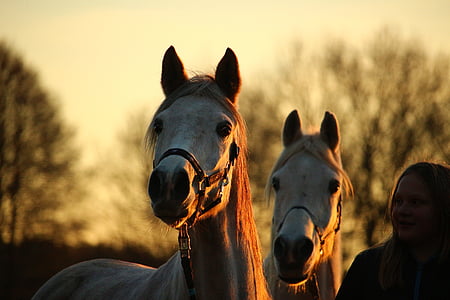person beside two horses