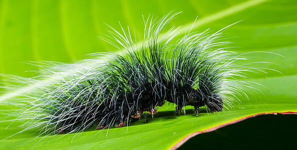 green fur insect