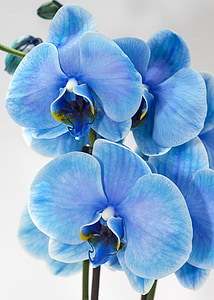 closeup photo of blue orchid moths