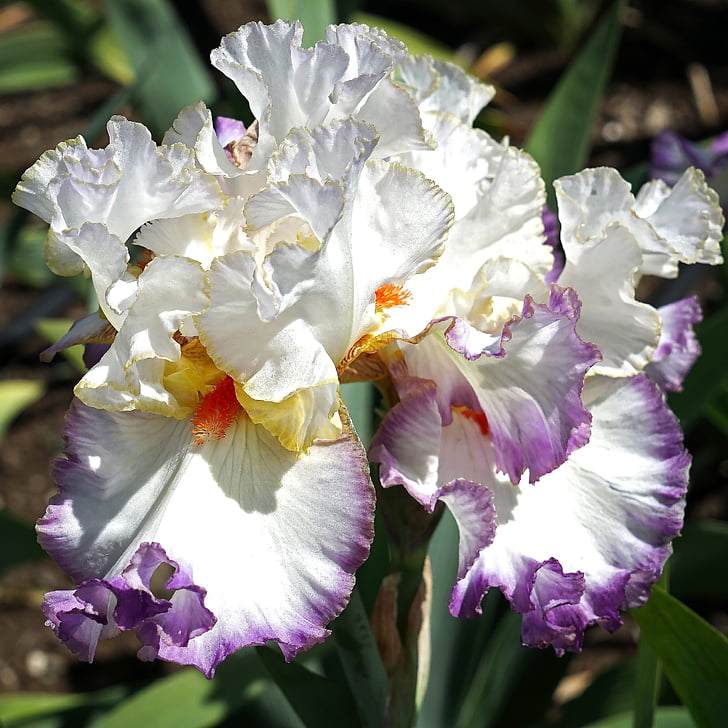 white, yellow, and purple Iris flower macro photography