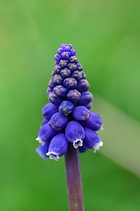 selective focus photography purple petaled flower buds