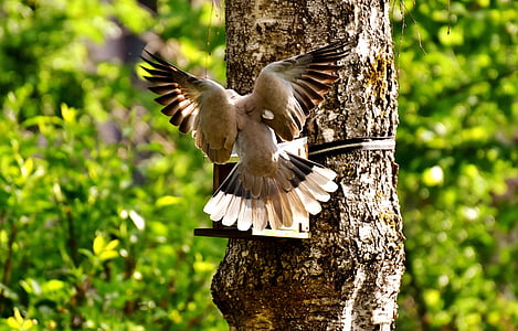 photography of gray bird on tree trunk