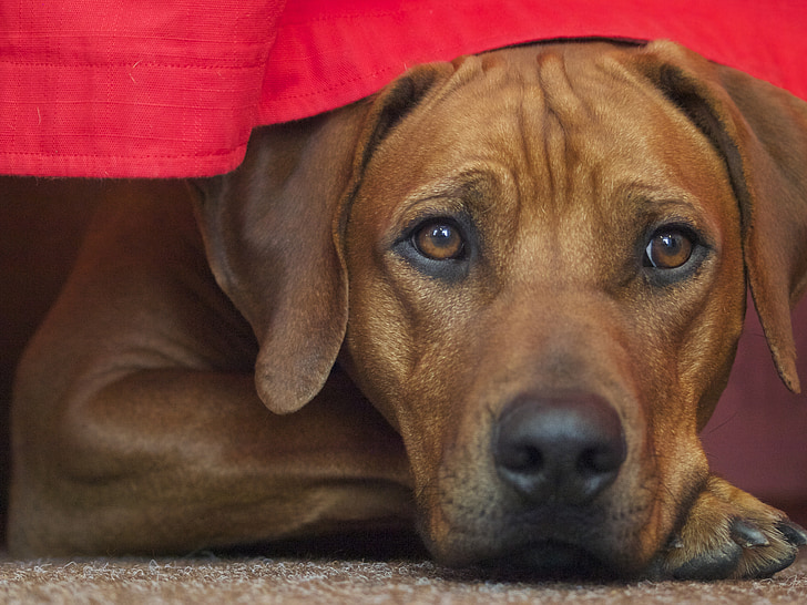 short-coated brown dog under red table cloth