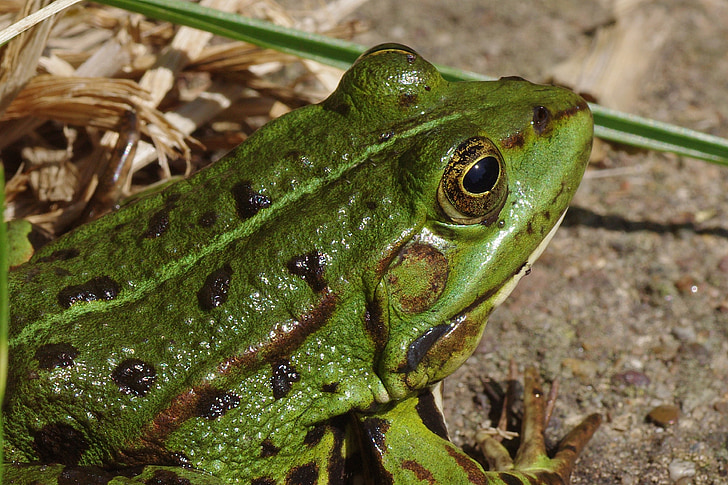 green frog beside grass