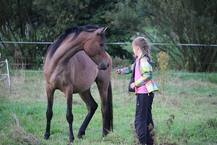 girl playing with brown horse during daytime