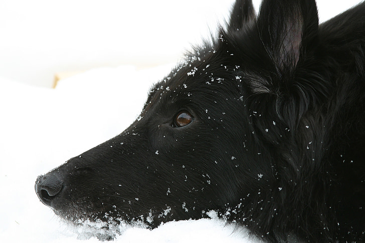 long-coated black dog