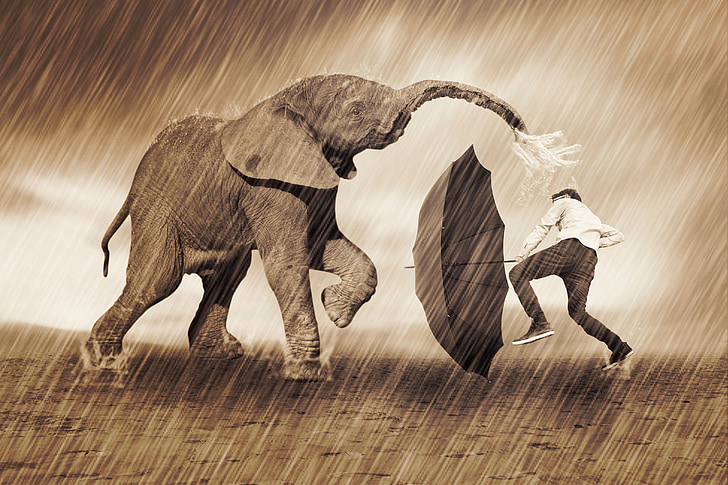 photo of man and elephant playing during the rain