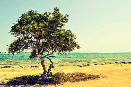 lone tree near ocean during daytime