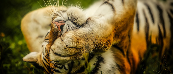selective focus of tiger lying on grass field