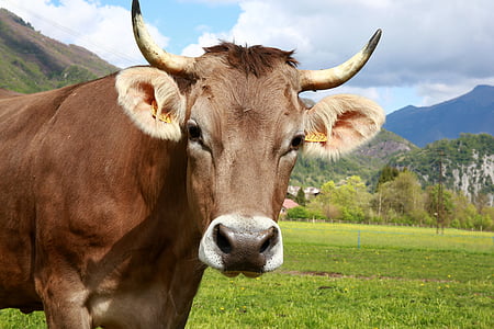 brown cow on grass field