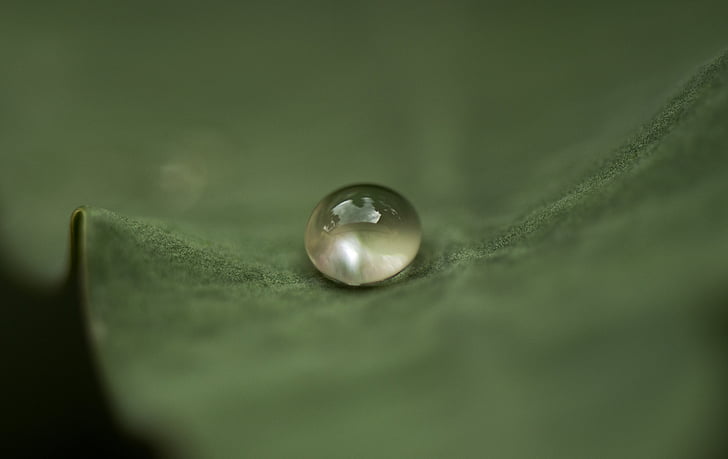 micro photograph of water sprout on leaf