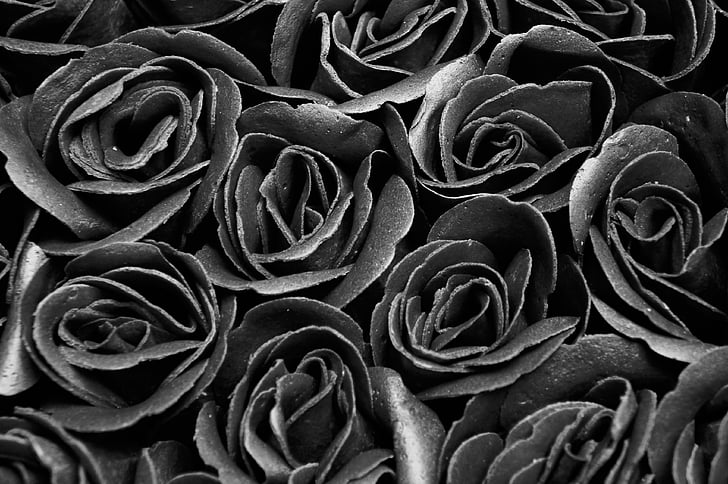 black and white rose wallpaper