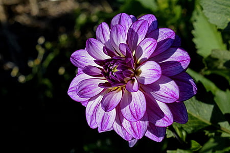 purple zinnia flower at daytime
