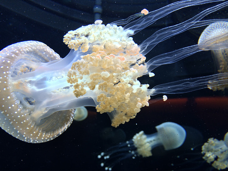 jellyfish underwater photography