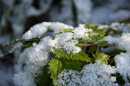 shallow focus photography of snow-coated plant during daytime